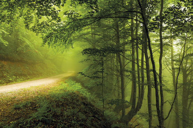 bosque-lindes-asturias aventura amazonia.jpg